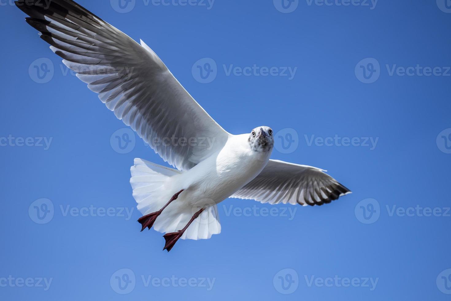 Möwe am Himmel in Thailand foto