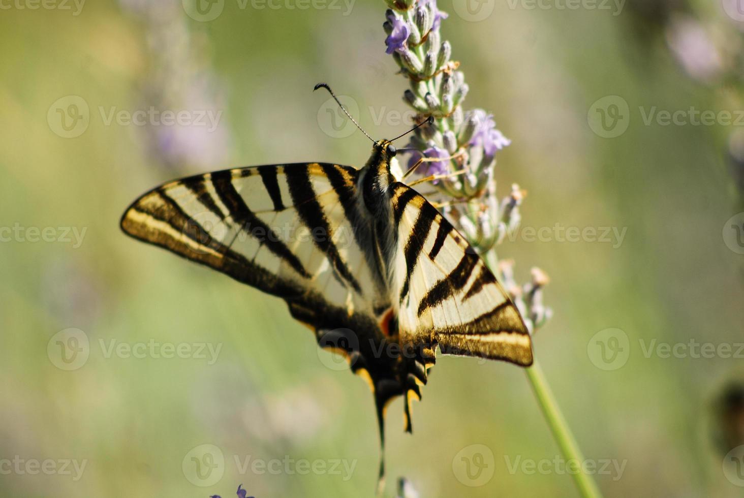 Monarchfalter, der Pollen von einer Blume saugt foto