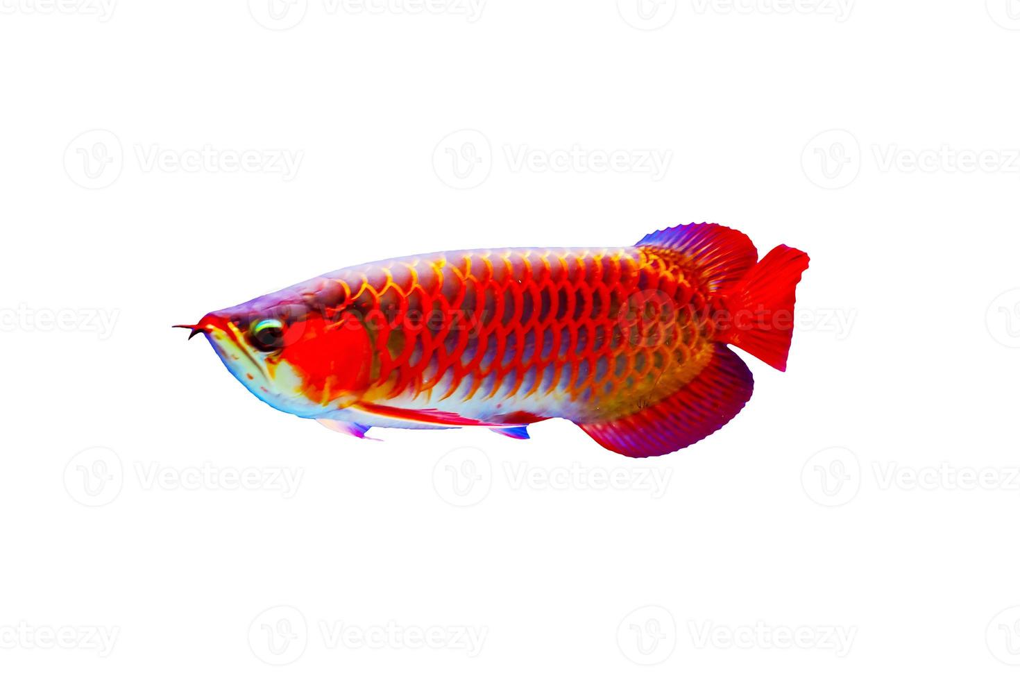 schöne asiatische Arowana-Fische isolieren auf weißem Hintergrund. foto