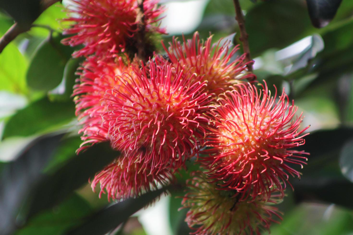 Ein Haufen frischer roter Rambutan-Früchte, die bereit sind, vom Baum gepflückt zu werden foto
