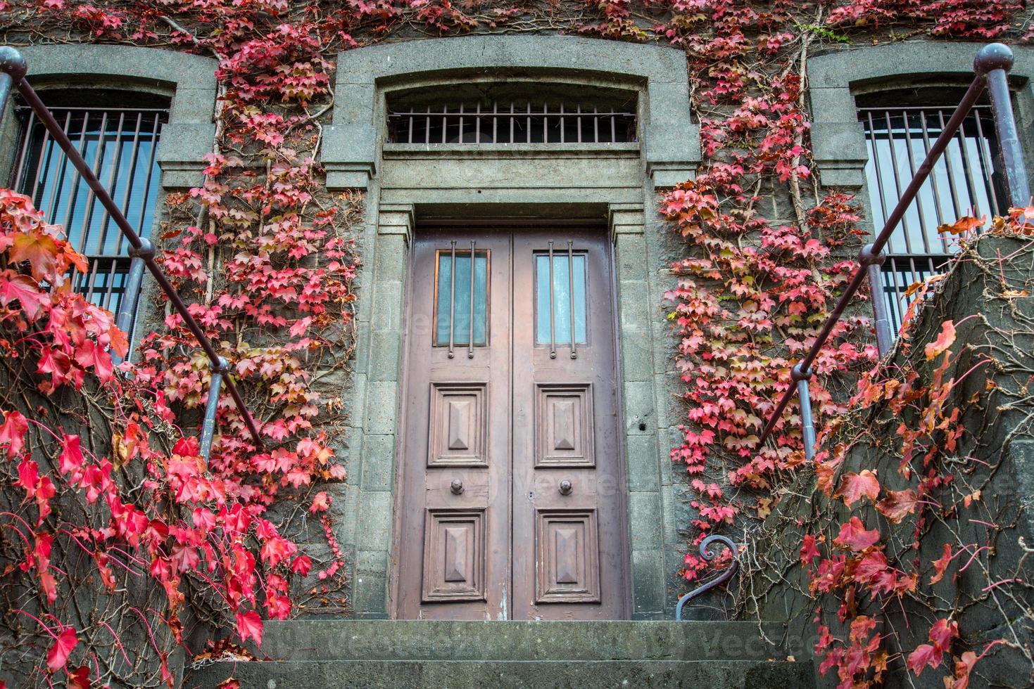 das rotahornwachstum an der gebäudewand der victoria barracks in melbourne, australien. foto