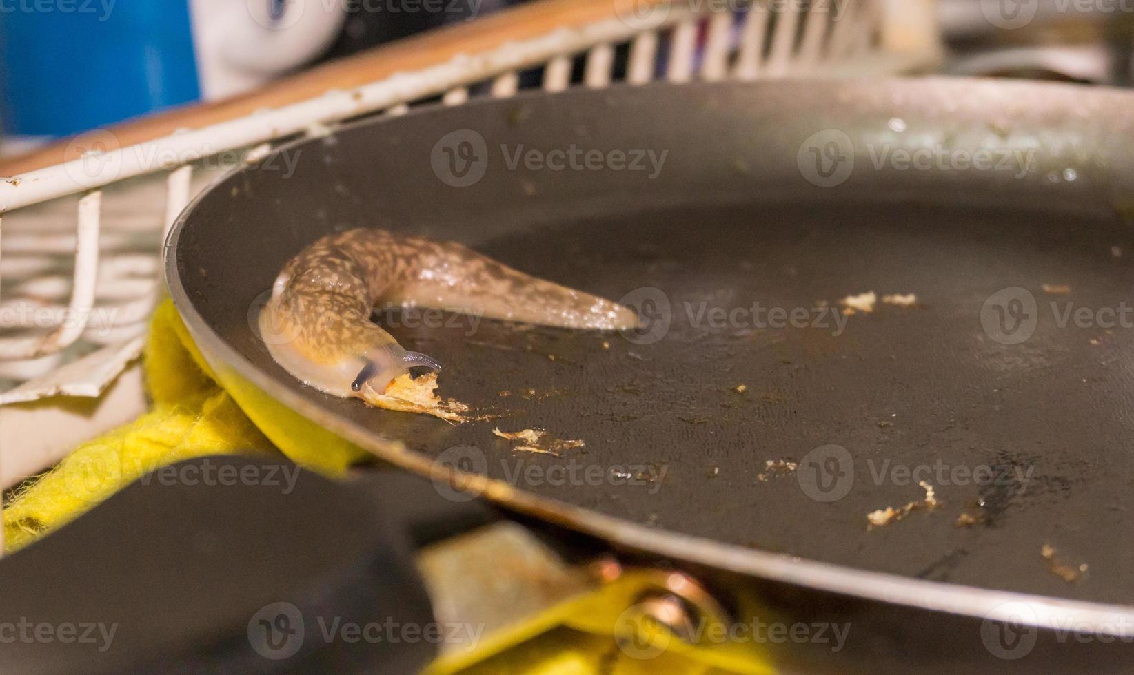 Schnecke, die Nahrung aus einer Pfanne in einem Haus frisst foto