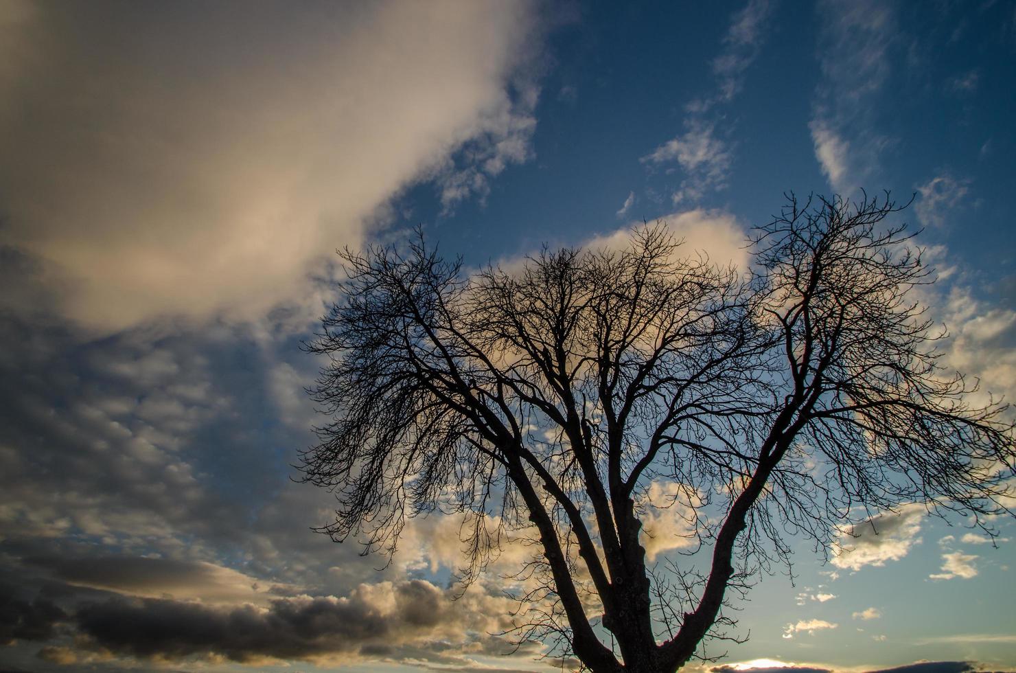 Baum und Wolken bei Sonnenuntergang foto