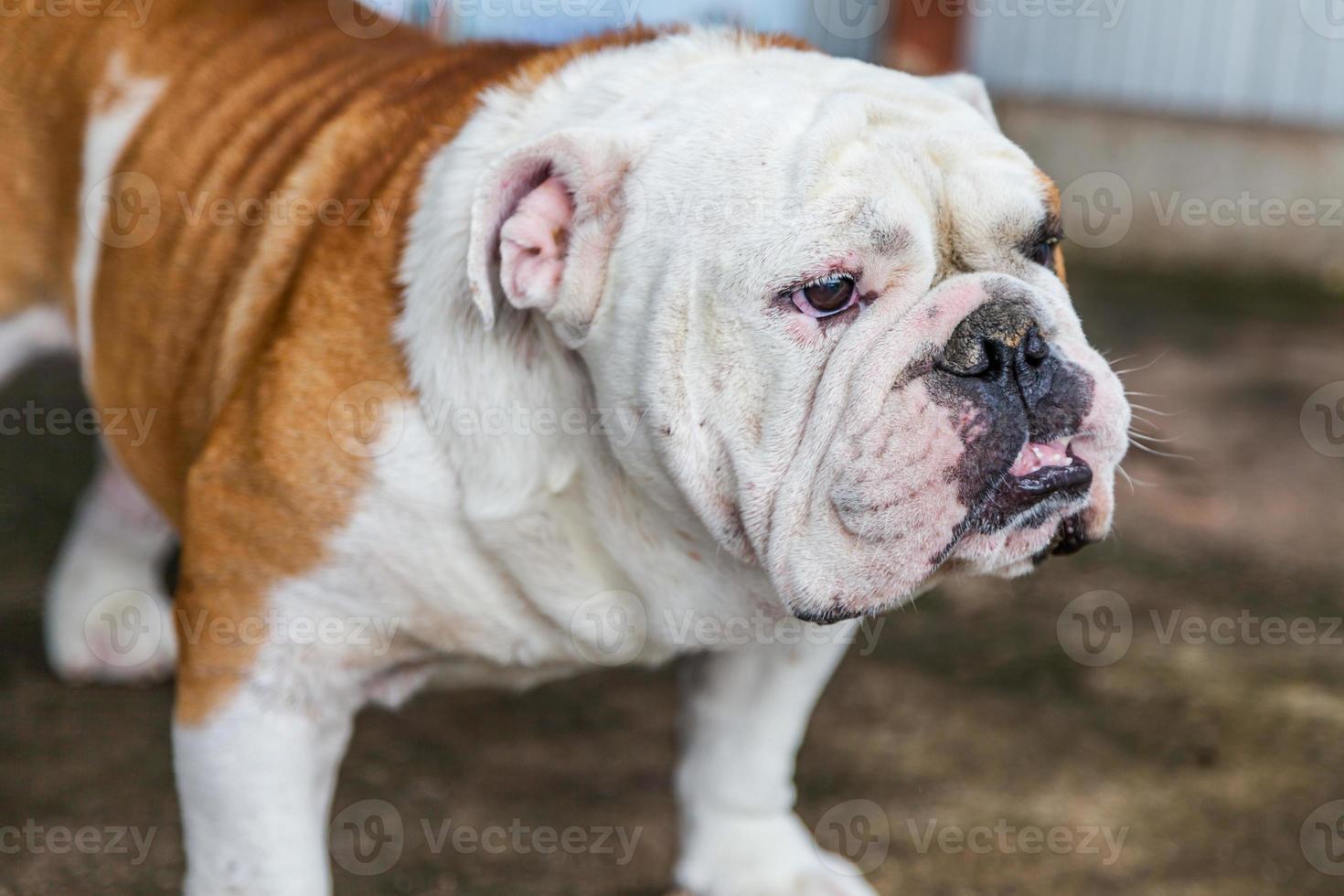 Britischer Bulldoggenwelpe auf der Suche foto