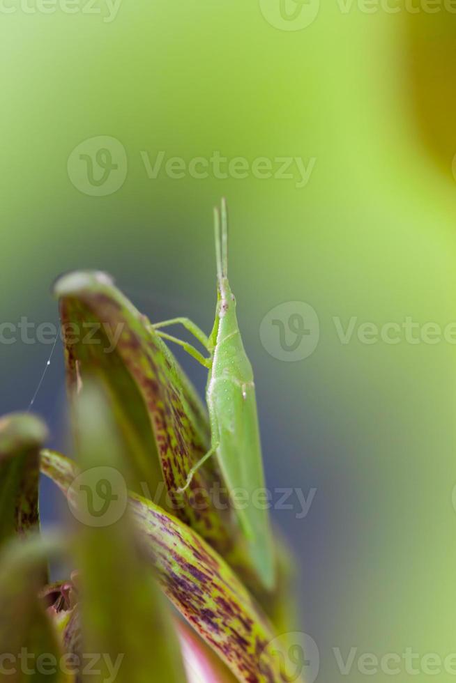 Heuschrecke thront auf einer Lotusblüte foto