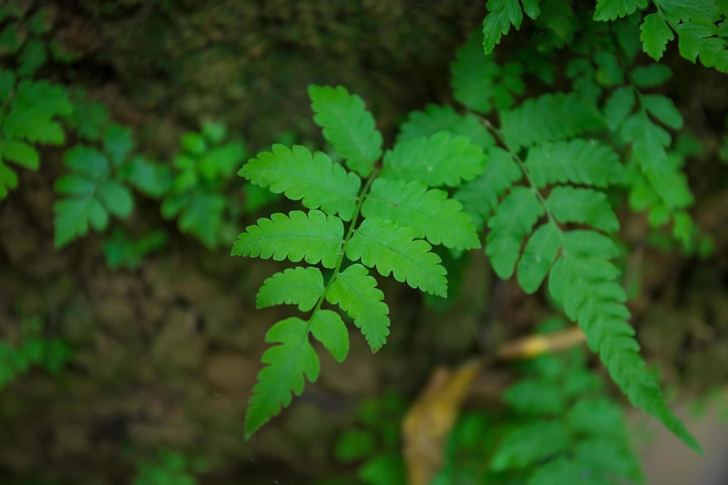 Die grünen Blätter von Farnen oder Wedeln sind nicht blühende Pflanzen und vermehren sich durch Sporen. es kann in tropischen Gebieten wachsen. foto