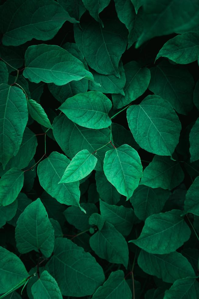 grüne Pflanzenblätter in der Natur im Frühling foto