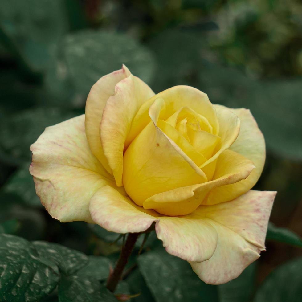 romantische gelbe rosenblume zum valentinstag foto