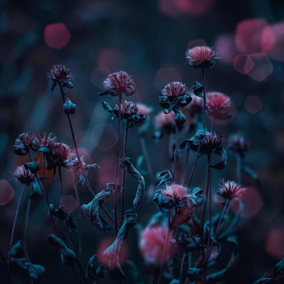 trockene rosa Blumen im Garten in der Herbstsaison foto