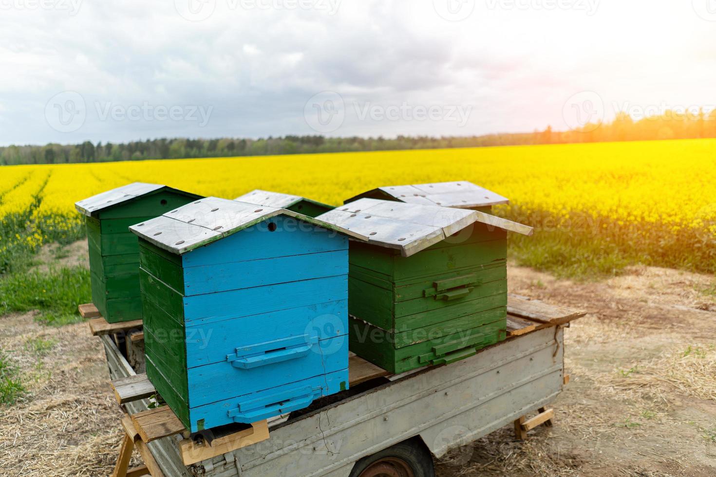 umweltfreundliche imkerei. mobile Bienenstöcke inmitten eines Rapsfeldes foto