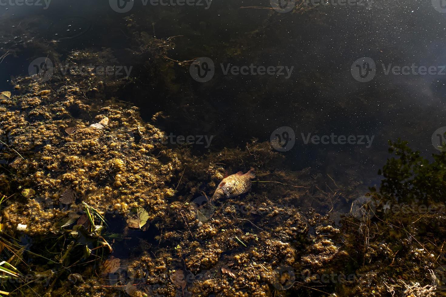 toter Fisch in einem schlammigen See. Fischpest. foto