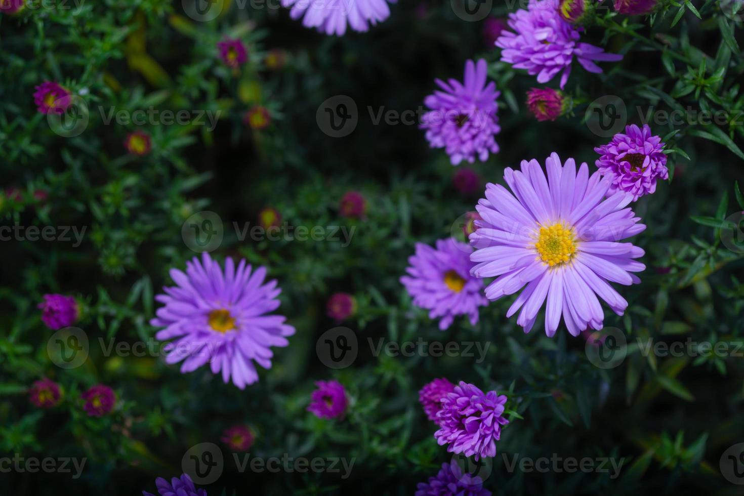 sommerblumen im garten. kleine lila Astern. Blütezeit. Ansicht von oben foto