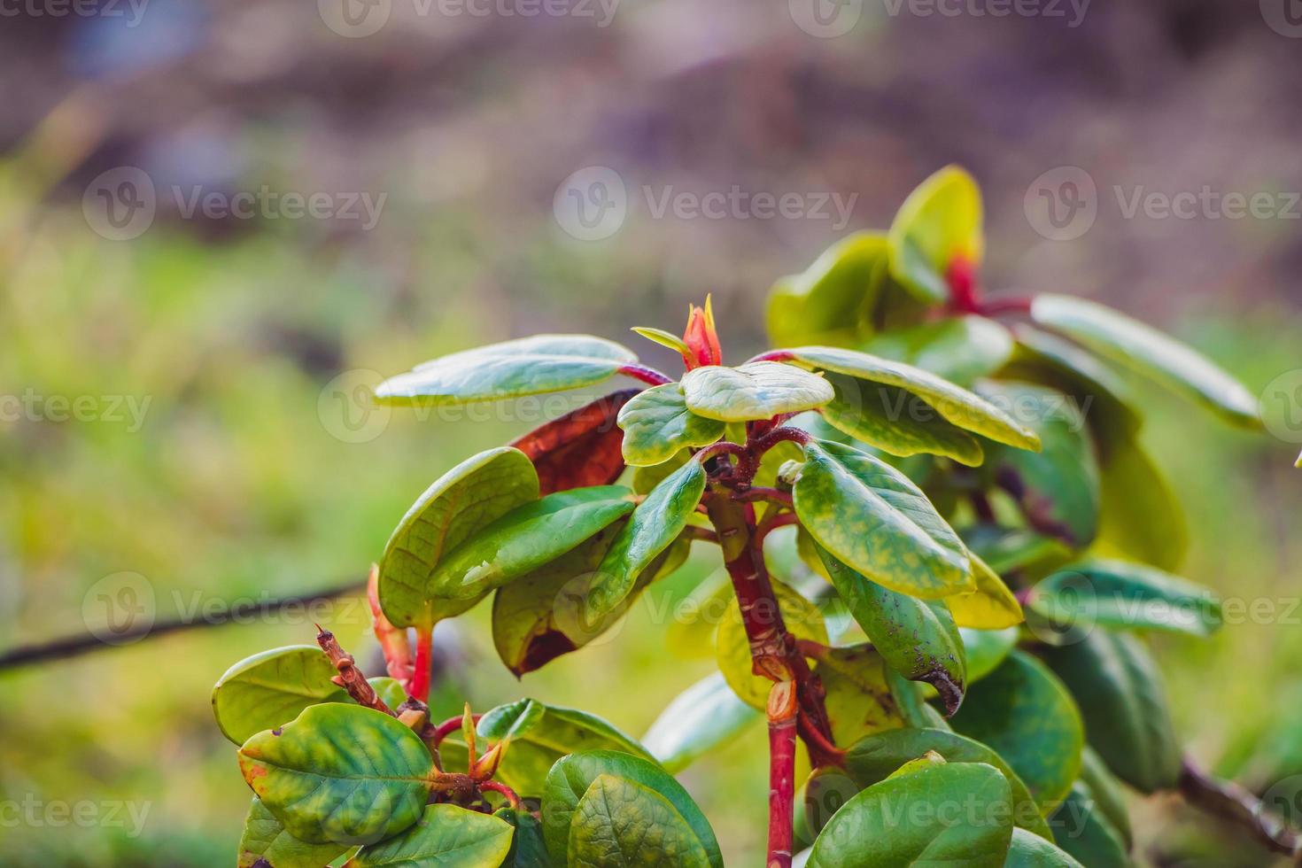 erste frühlingsblumen im garten. grüne Knospen von Pflanzen aus nächster Nähe. foto