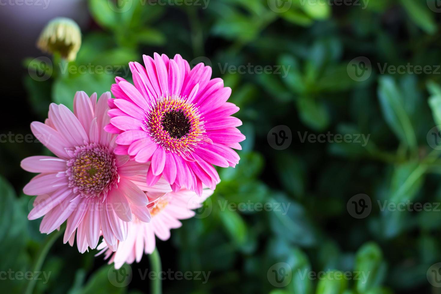 Rosa Gerbera auf grünem Blatt. foto