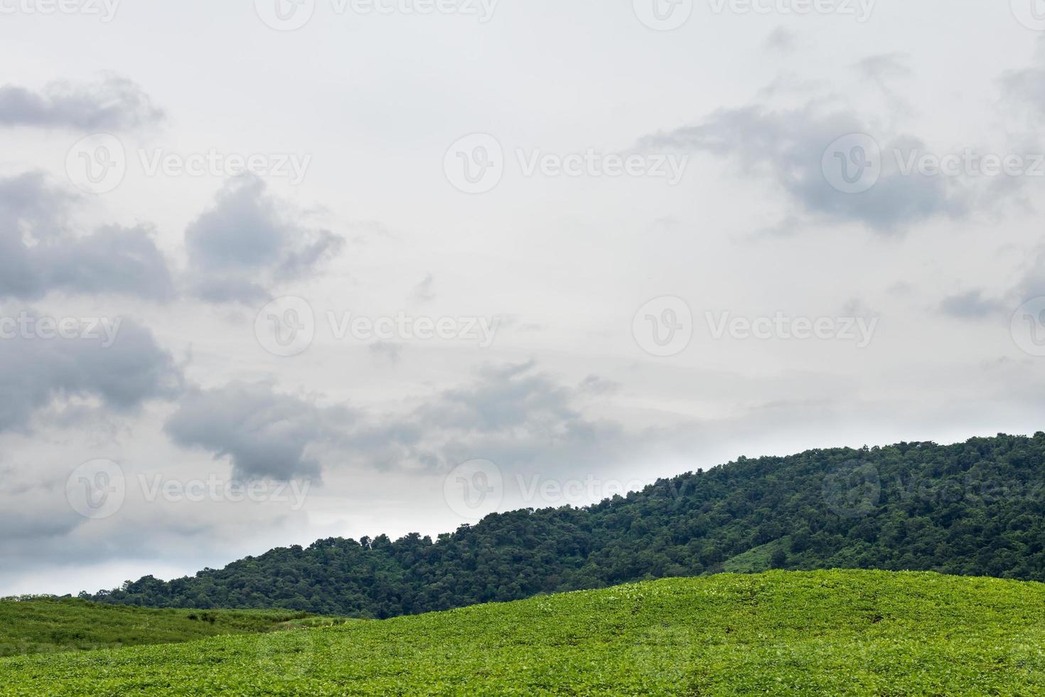 Hang mit grünen Bohnen bedeckt. foto