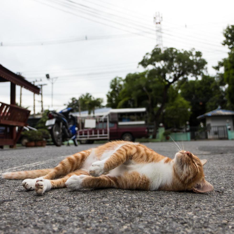 gelbe katze schläft bequem. foto