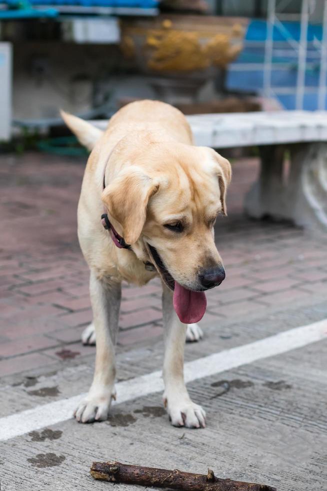 Labrador-Hund steht am Straßenrand. foto