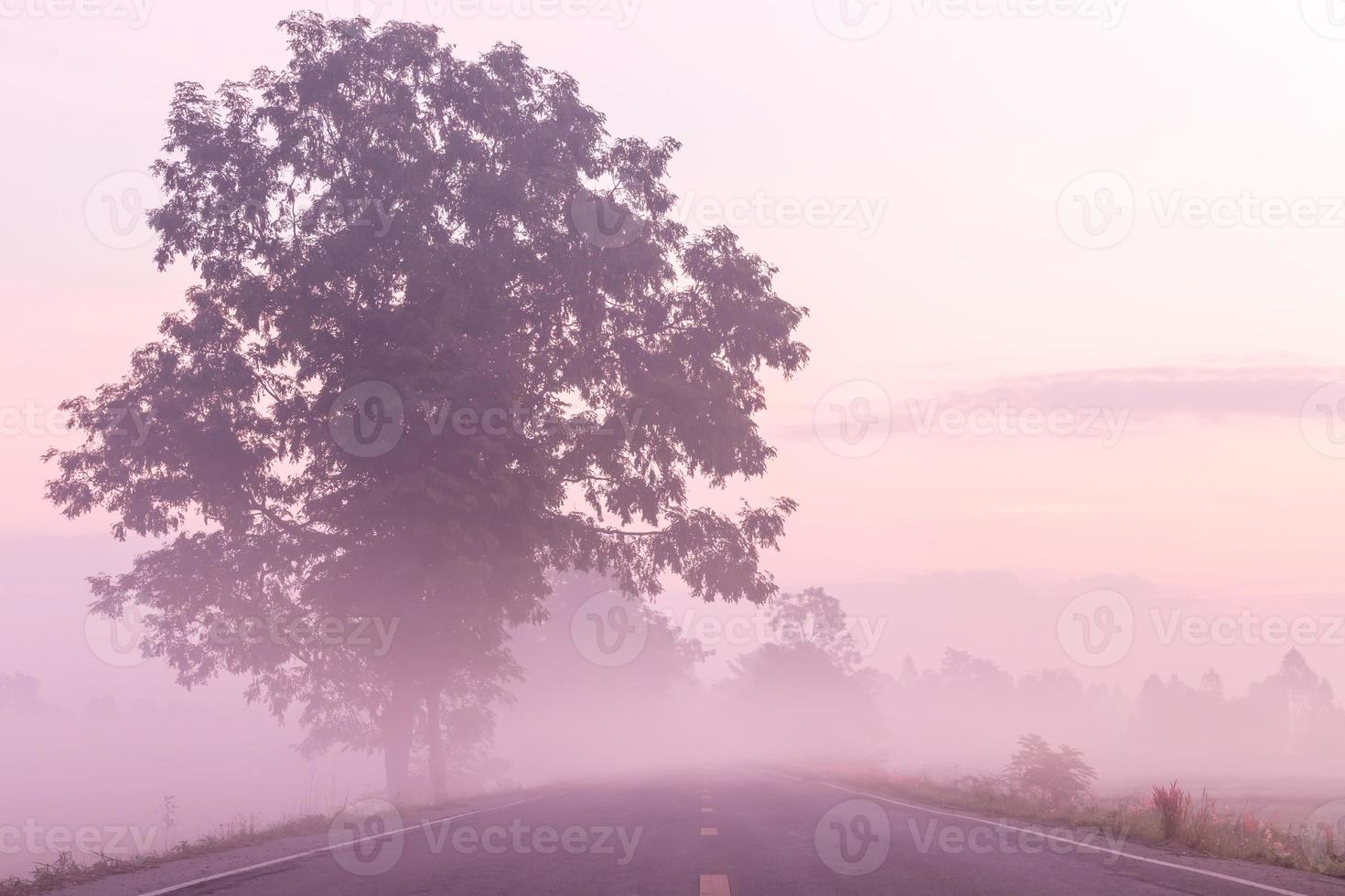 Bäume mit Nebel bedeckten die Straßen. foto