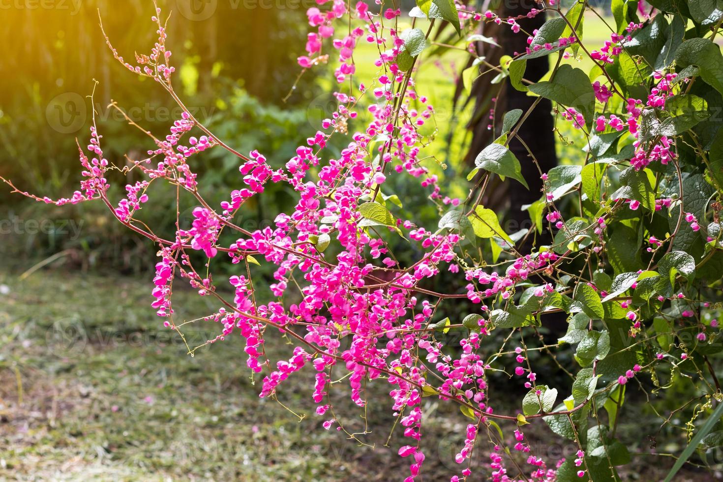 Antigonon Leptopus rosa. foto