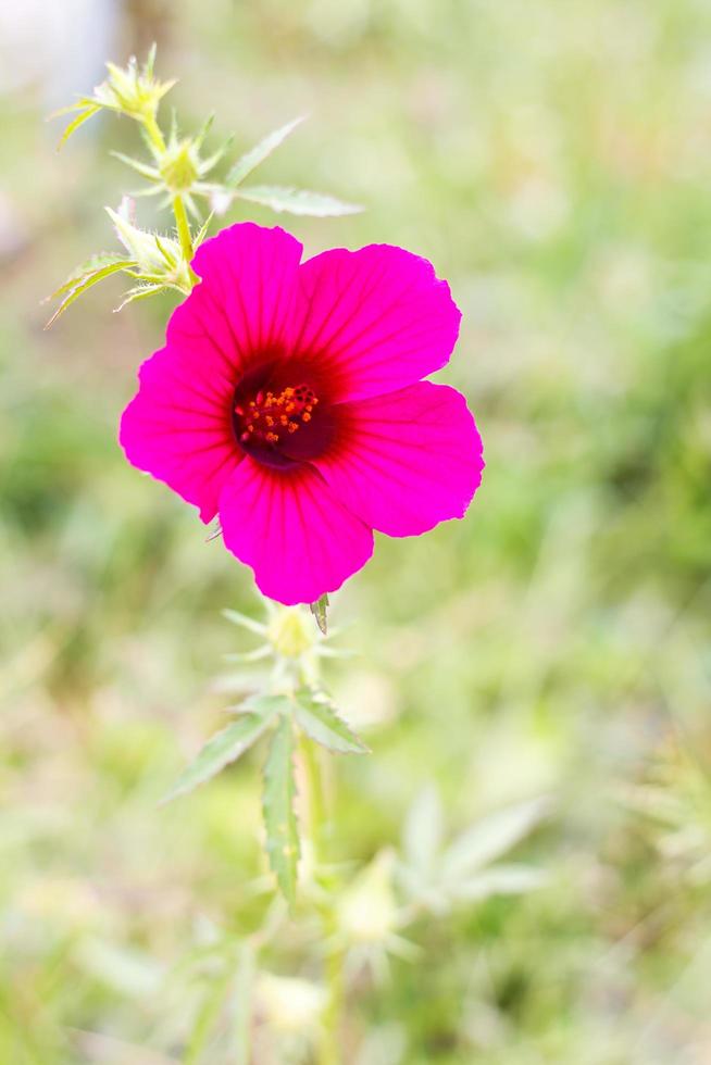 Cranberry-Hibiskus lila. foto