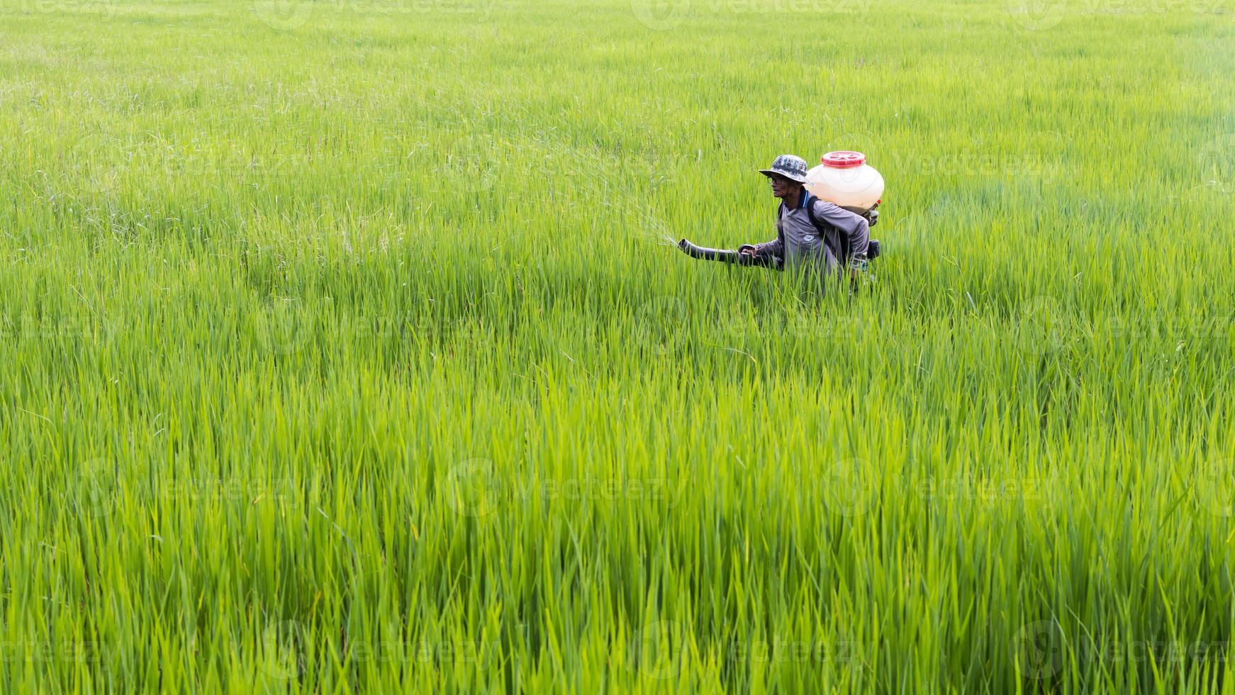 Landwirt sprüht Dünger in Paddy-Reis. foto