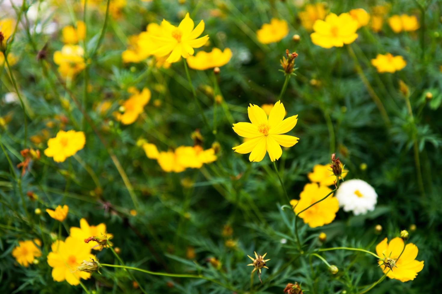 Kosmos gelbe Blüten. foto