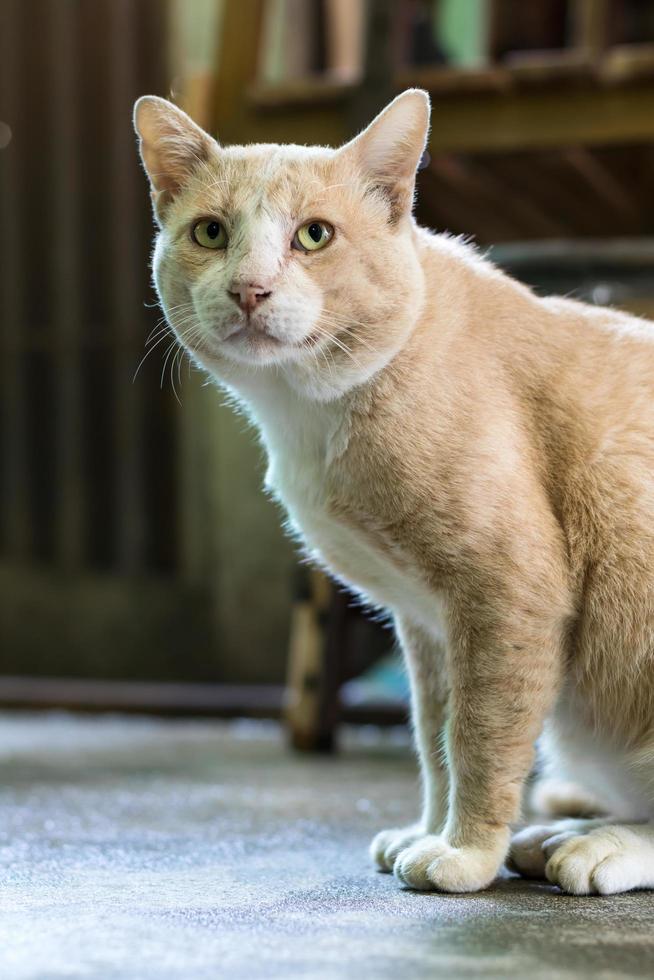 thailändische braune katze sitzt und starrt an. foto