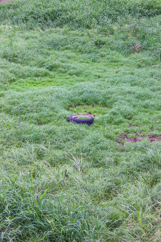 Gras wächst auf alten Reifen. foto