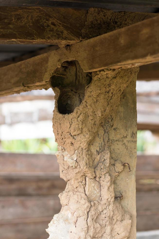 alte Holzpfähle mit Ameisenhaufen aus Beton. foto