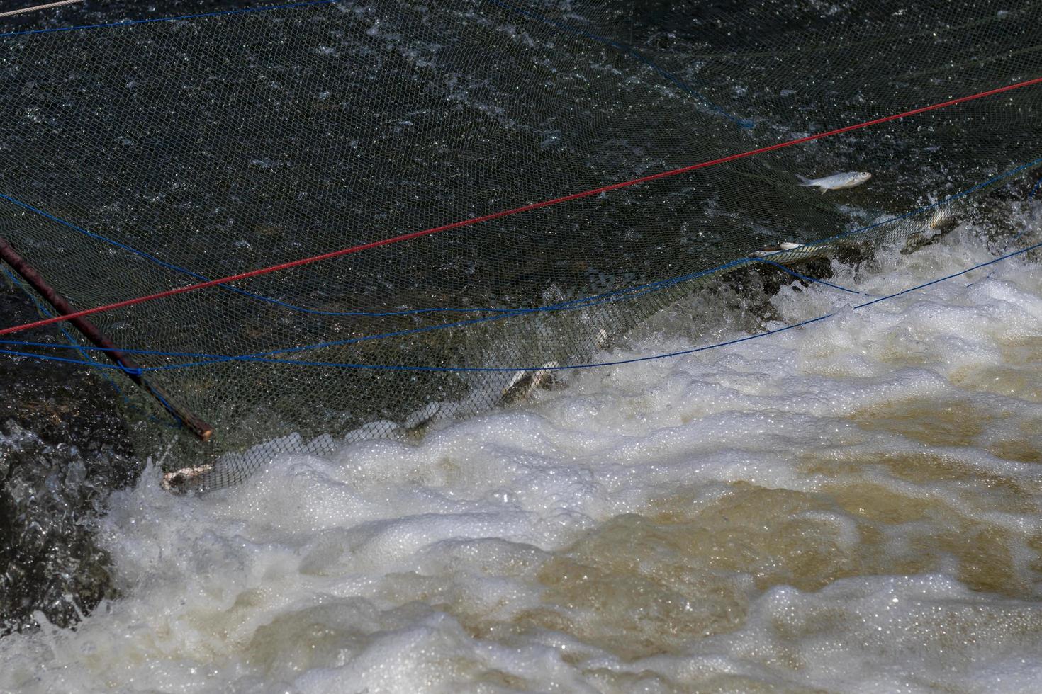 Süßwasserfische im Netz am Wehr. foto