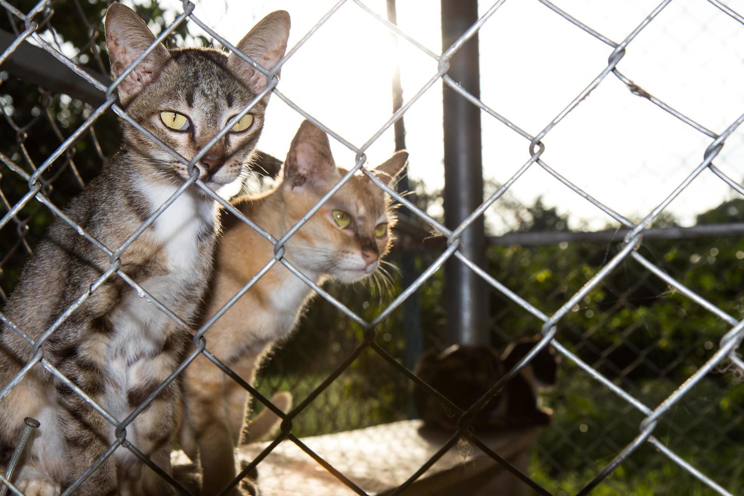 Katzen sind in einem Käfig hinterleuchtet. foto