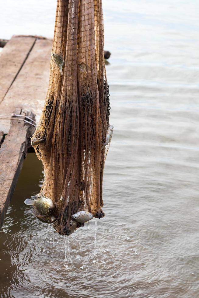 Viele Fische hängen in Kettengeflecht. foto