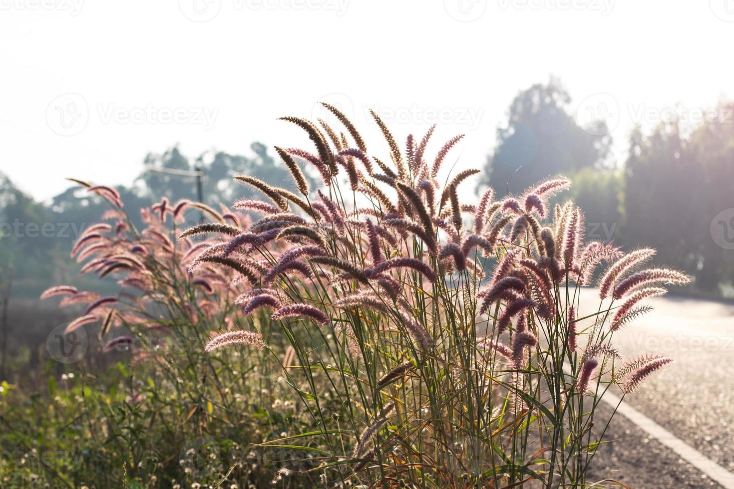 mission grass hintergrundbeleuchtete straße. foto