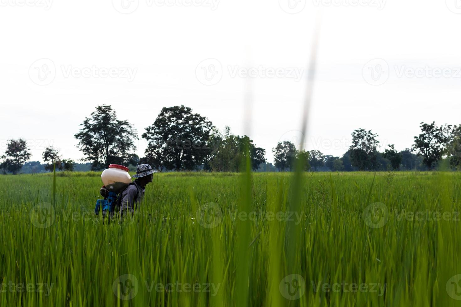 Ein Bauer sprühte Dünger in die grünen Reisfelder. foto