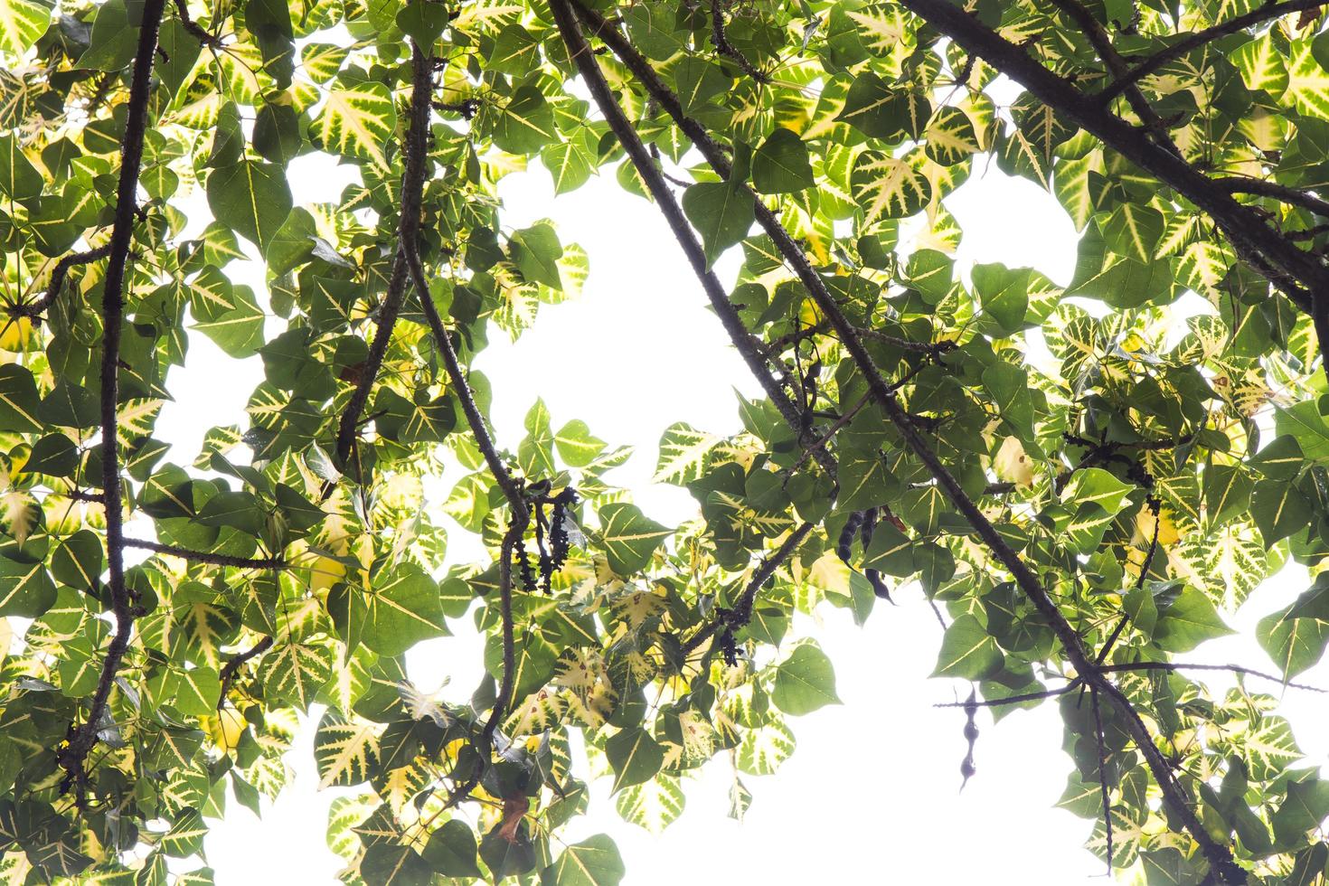 Erythrina-Blätter isoliert. foto