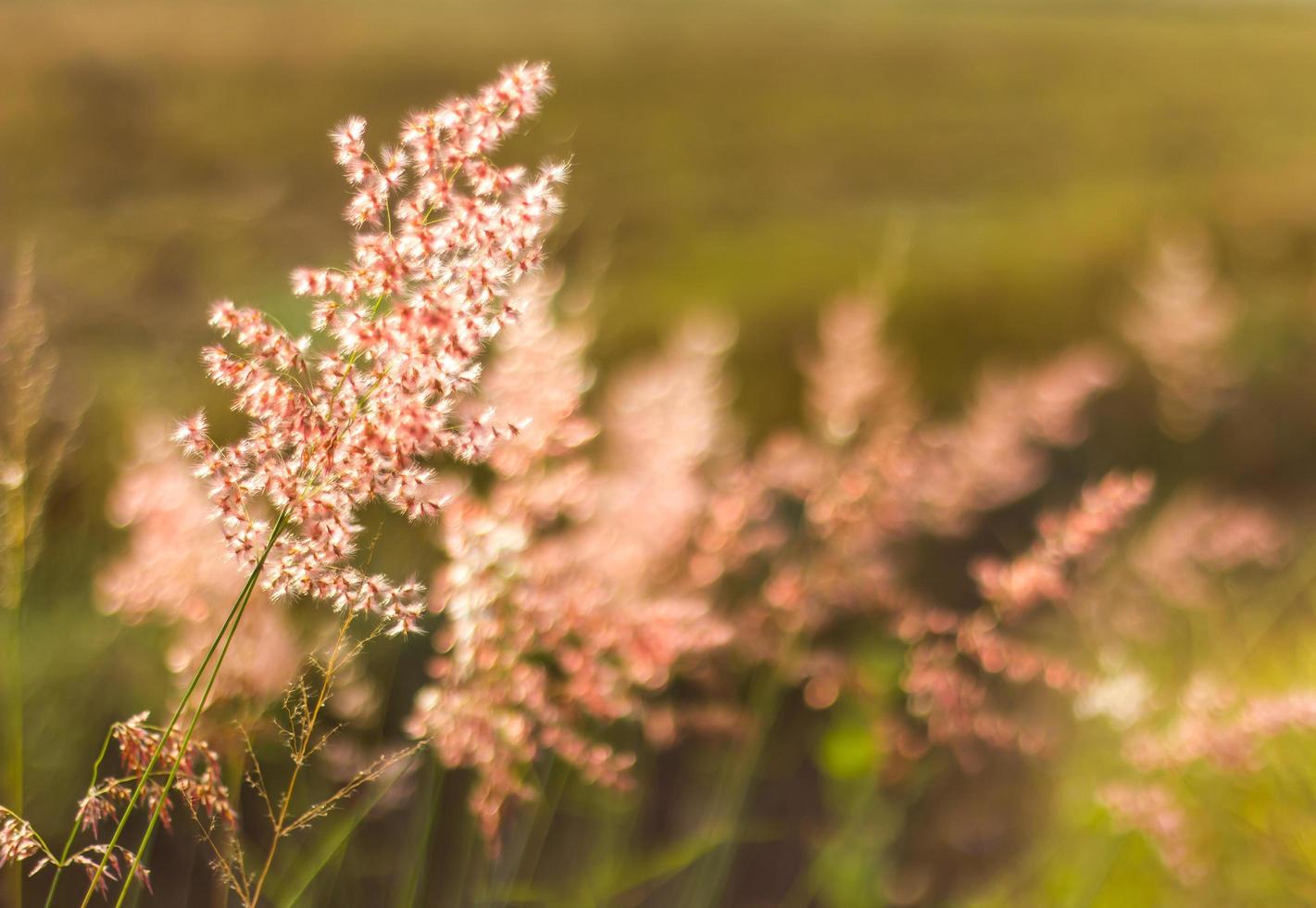 hintergrundbeleuchtete schöne blume des grases. foto