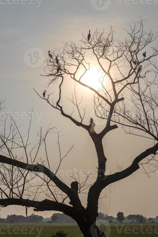 silhouettierte trockene Äste mit Vögeln in der Sonne. foto