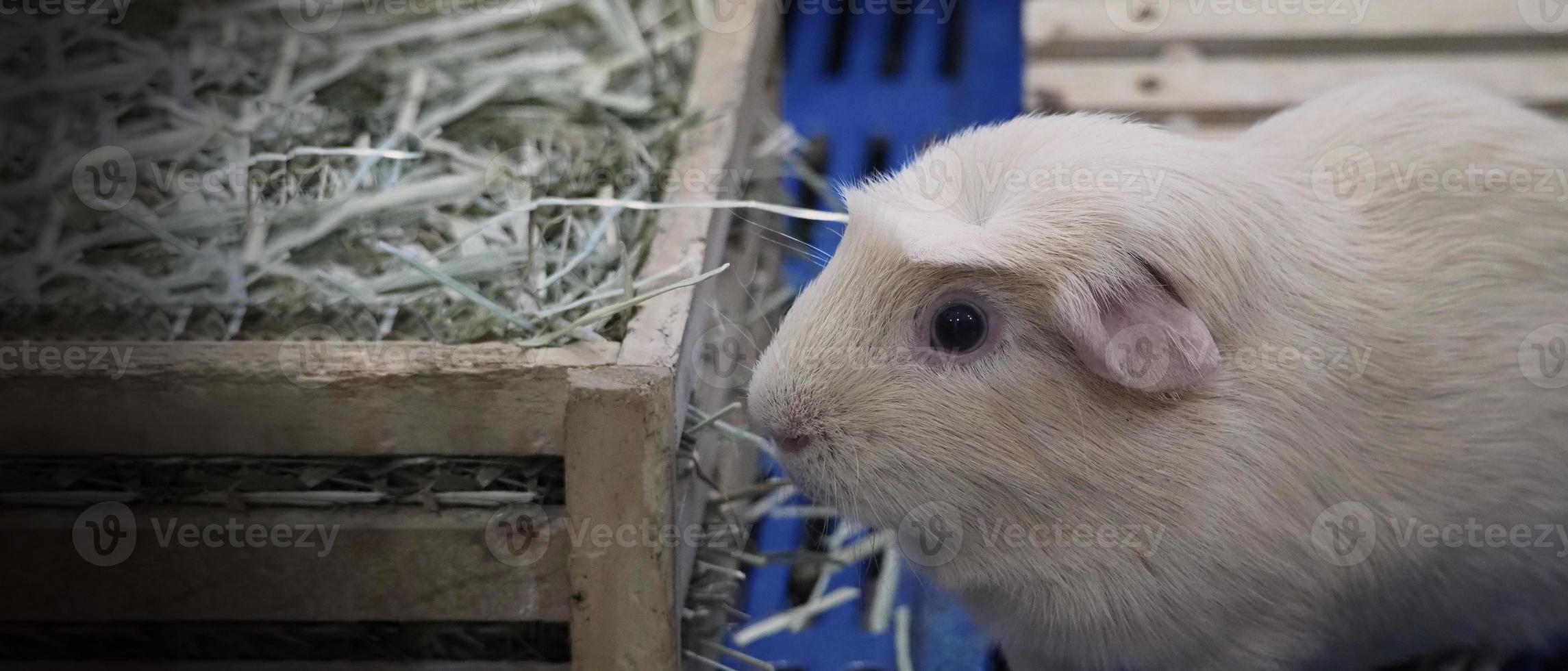 weißer Hamster. Kleiner Haustierhamster auf Plastik- und Holzkäfig. foto