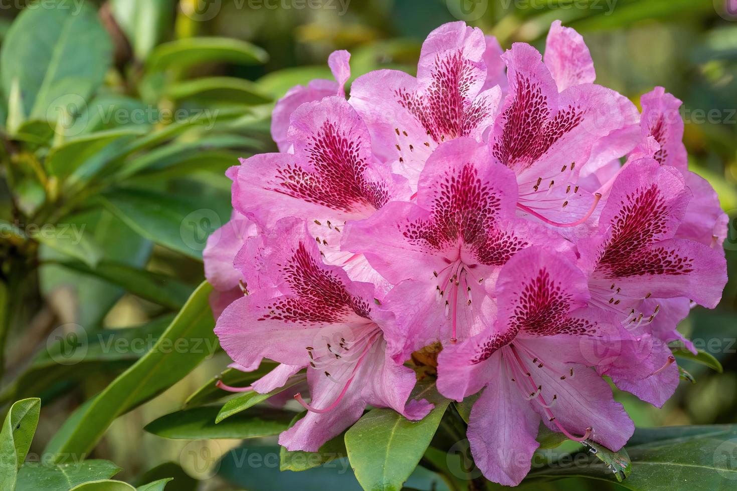 Blüte eines Rhododendrons im Mai foto