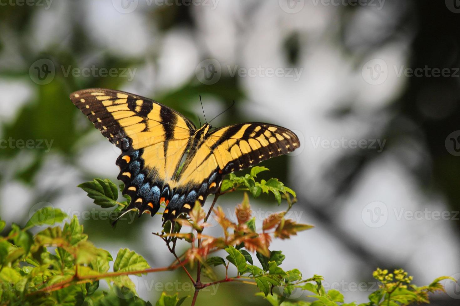 weiblicher Schwalbenschwanz des östlichen Tigers (Papilio glaucus) foto
