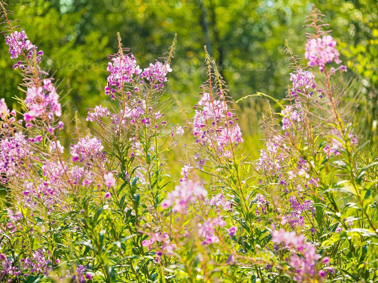 Weidenröschen oder Weidenröschen blüht auf der Sommerwiese, floraler Hintergrund foto