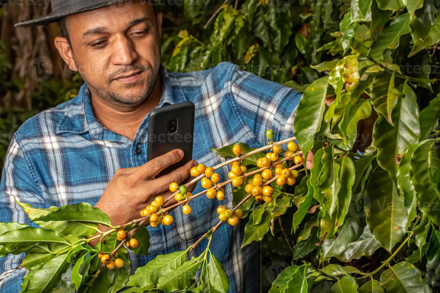 Bauer mit Smartphone, der Bohnen in der Kaffeepflanze fotografiert. Online-Kaffeeanalyse. agronomischer Dienst über das Internet. Düngung oder Schädlinge. brasilianisch. foto