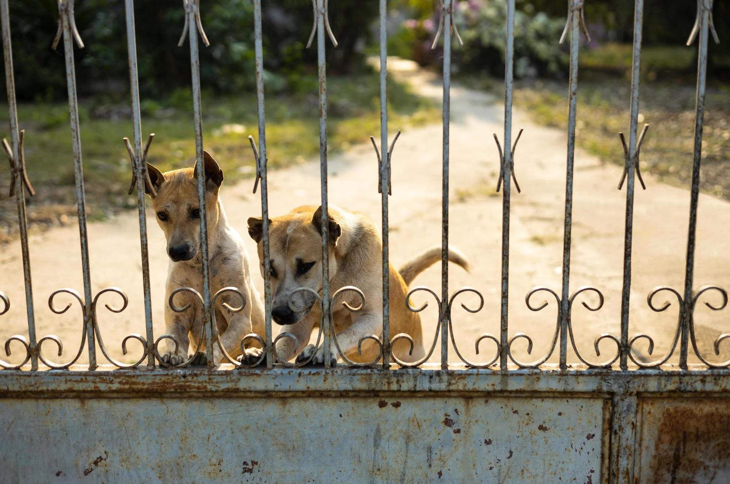 ein thailändischer hund steht schützend da und starrt misstrauisch auf etwas. foto