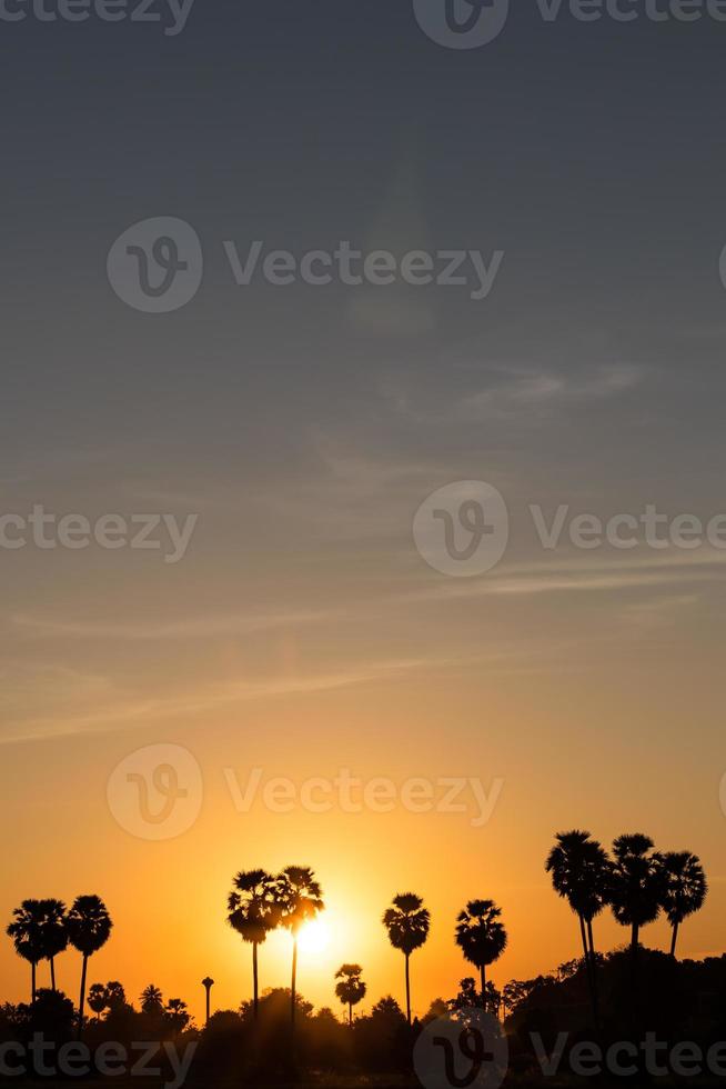 Silhouette Zuckerpalme Sonnenaufgang. foto