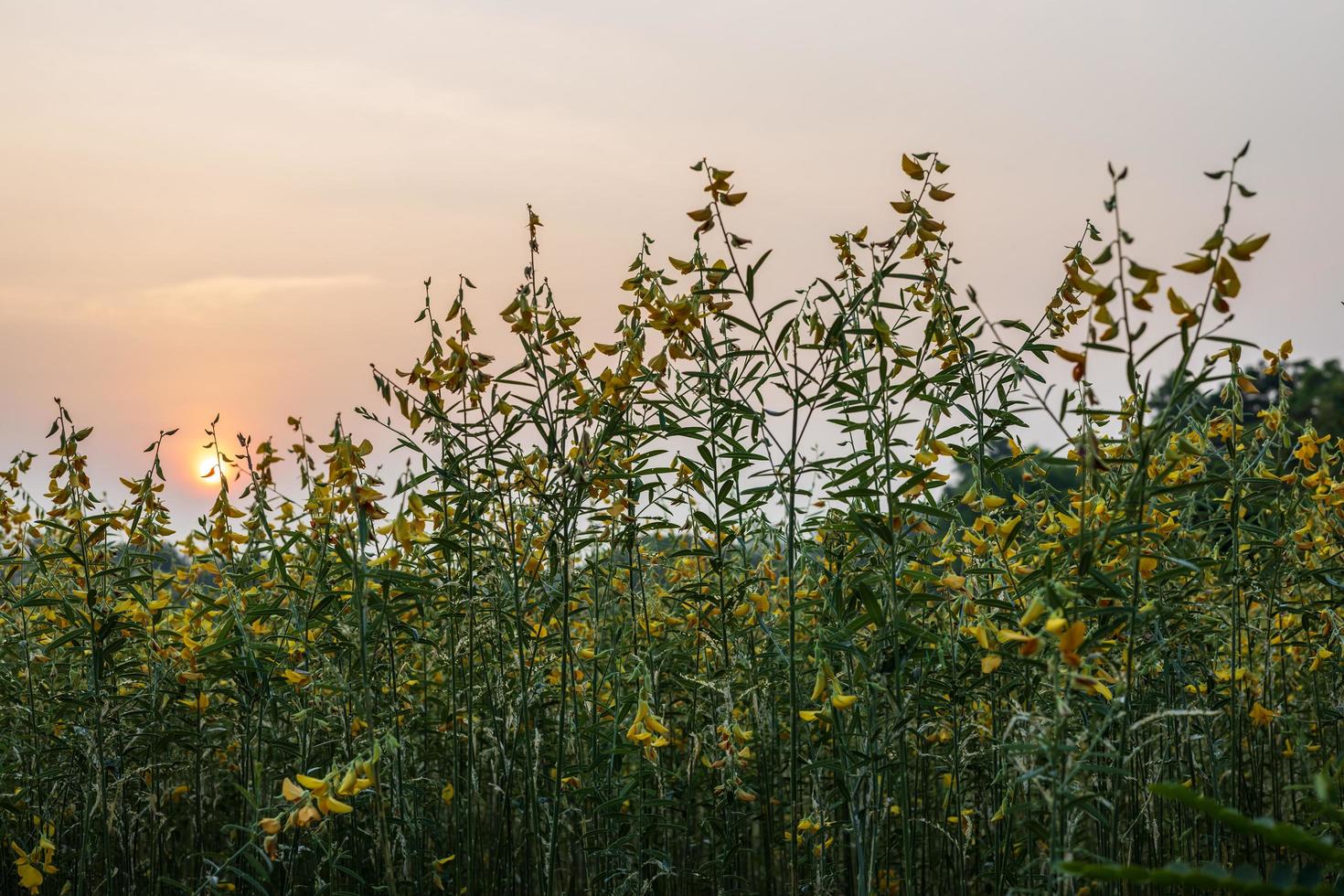 Sonnenhanf-Blumengarten mit geringer Sicht, Crotalaria juncea gelb prächtig blühend in Hülle und Fülle. foto