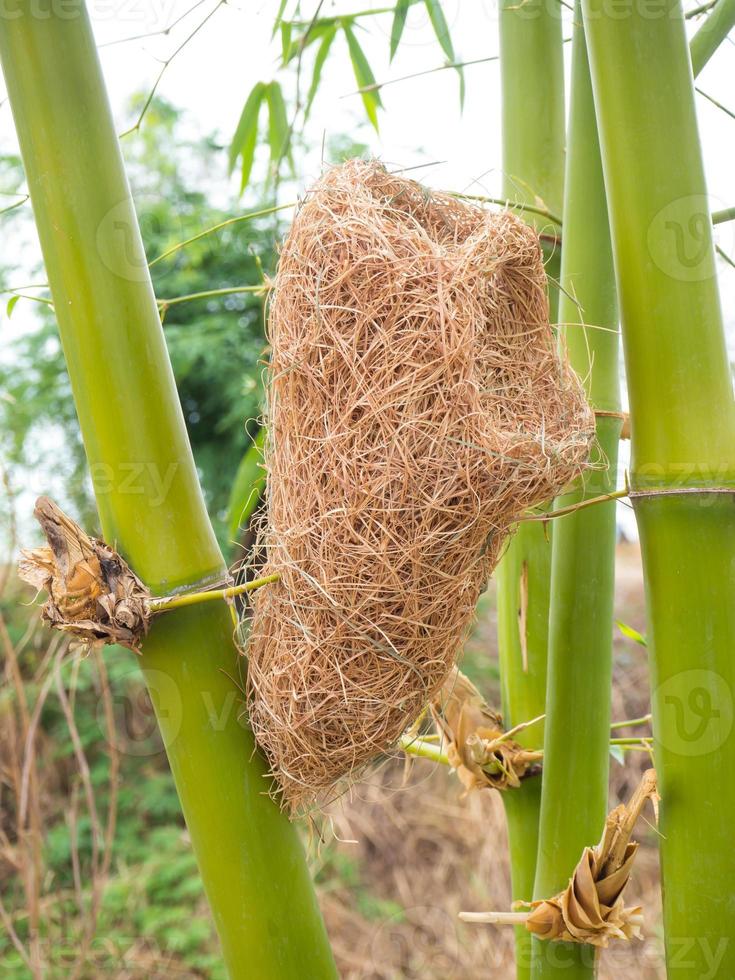 Strohnest mit Bambus. foto