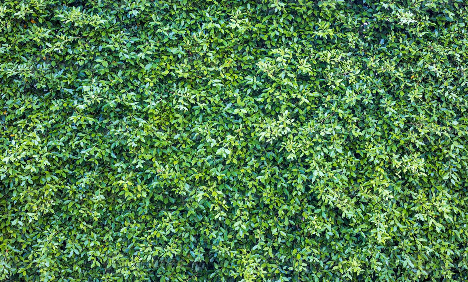 der hintergrund ist ein zaun aus kleinen büscheln von kleinen frischen grünen blättern, die dicht und fruchtbar wachsen. foto