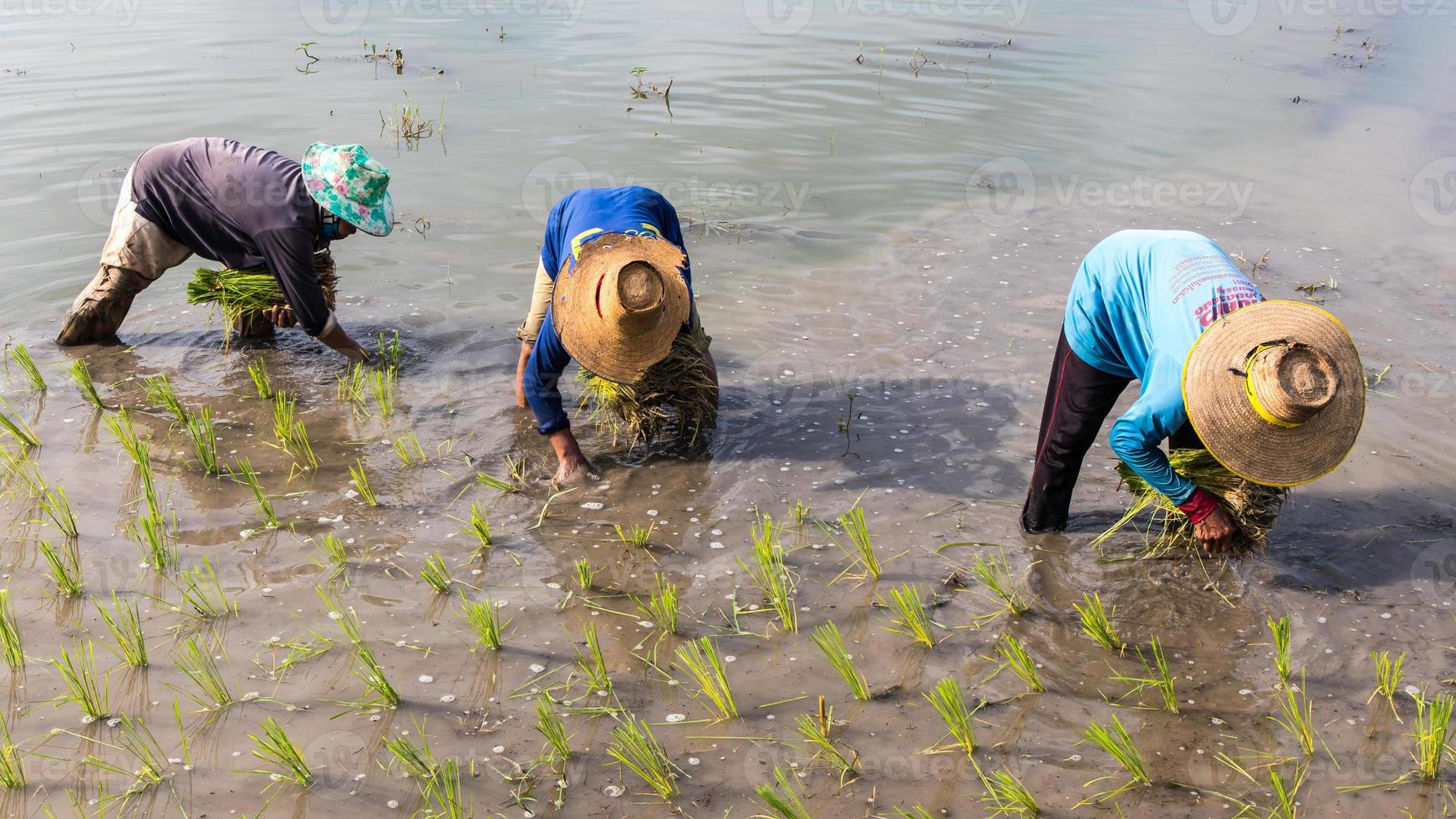 Bauern, die Reissetzlinge pflanzen. foto