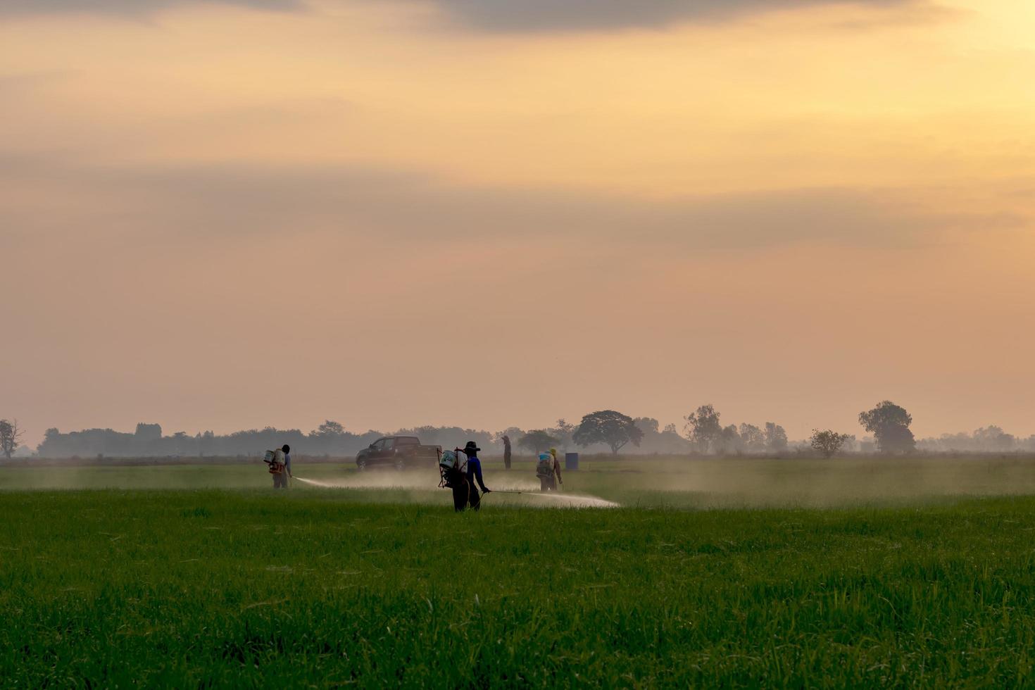 Arbeiter sprühen Chemikalien in grüne Reisfelder. foto