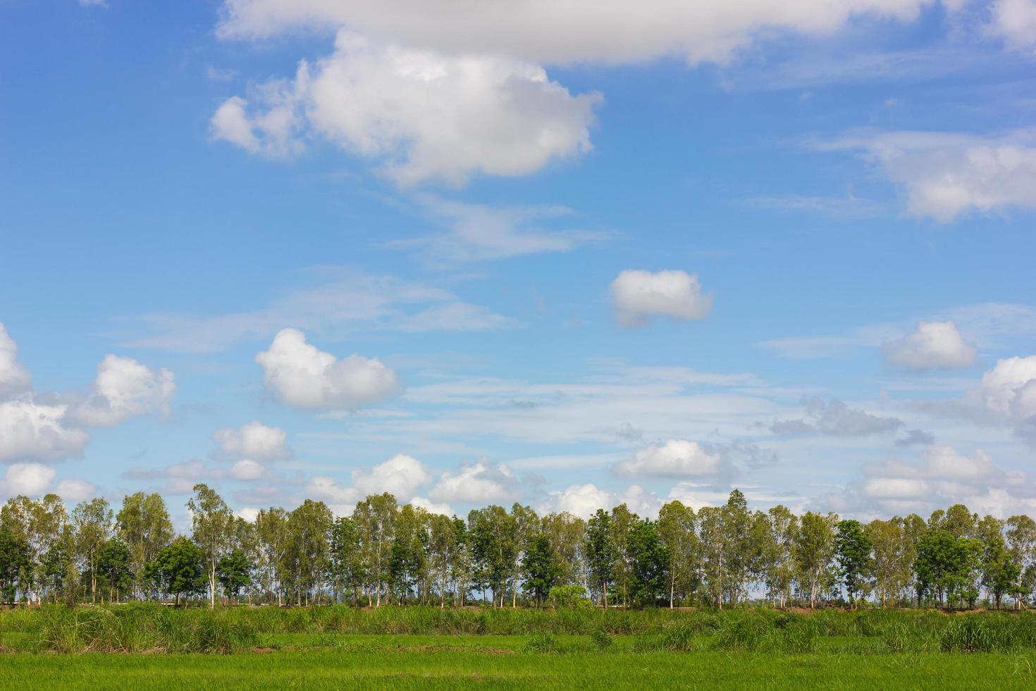 Bäume säumen den Reiswolkenhimmel. foto